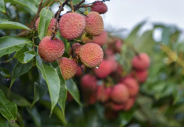 ▲海南荔枝「妃子笑」陸續進入市場，將荔枝售價往下拉了近四成。（圖／CFP）