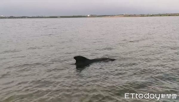 ▲▼屏東大鵬灣為位於東港鎮的潟湖，近日出現鯨豚。（圖／成大鯨豚中心提供）