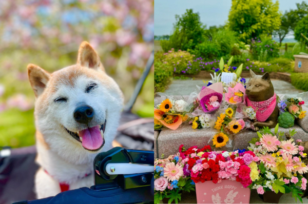 迷因Doge柴犬Kabosu追悼會。（圖／翻攝自IG@kabosumama）