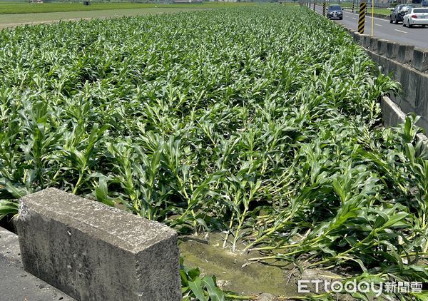 ▲雲林食用玉米受到5月28日強降雨影響，多鄉鎮地區出現倒伏現象，農損慘重。（圖／記者蔡佩旻攝）