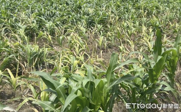 ▲雲林食用玉米受到5月28日強降雨影響，多鄉鎮地區出現倒伏現象，農損慘重。（圖／記者蔡佩旻攝）