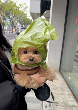 小狗用撿便袋當雨衣。（圖／翻攝自IG@poodle_jjaka）