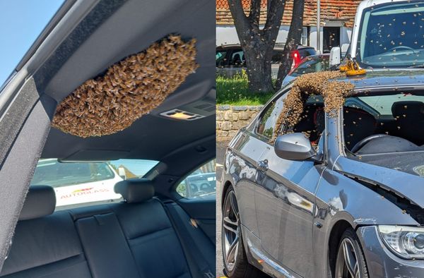 身邊聽到嗡嗡聲　男查看發現「大量蜜蜂突衝入車內」恐怖畫面曝。（圖／翻攝自Facebook／Marsh Apiaries）