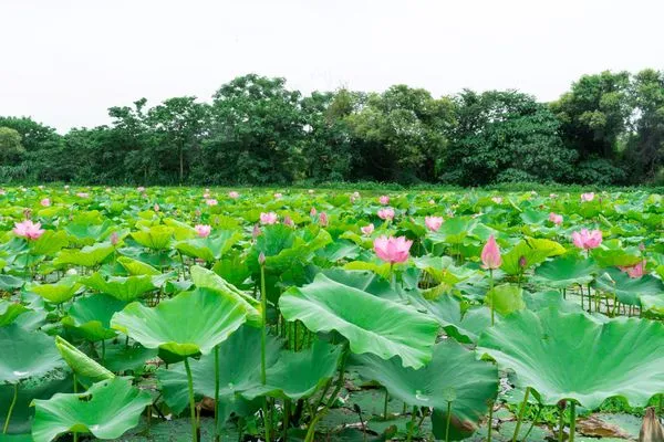 ▲樹林山佳荷花池荷花。（圖／高灘處提供）