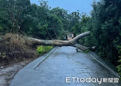 苗栗苑裡大雨釀巨樹倒塌壓斷電桿　交通一度受阻33戶停電