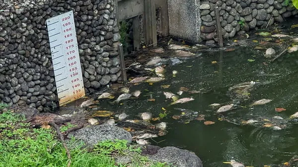 ▲人氣景點羅東運動公園虹明湖魚隻大量死亡，惡臭難聞。（圖／擷取自《宜蘭知識＋》）