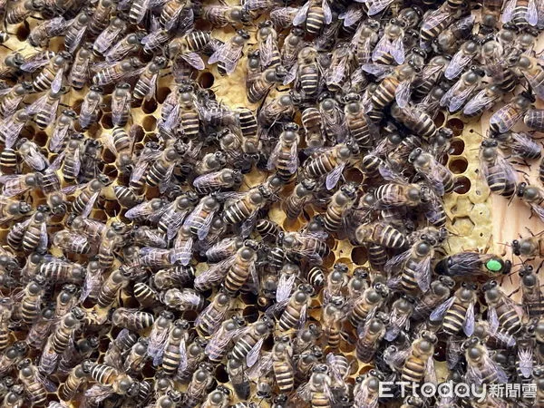▲「臺灣野蜂」或稱「土蜂」，屬於「東方蜂」，族群數小且數量較少。（圖／林業保育署南投分署提供）