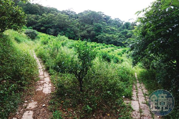 小芬失蹤隔月，她的屍首被發現棄置在木柵荒野的山溝內。