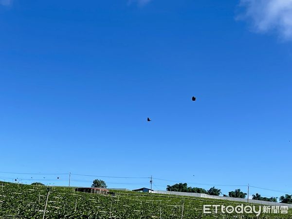 ▲上萬隻紫斑蝶近日遷徙經過埔里鎮大坪頂上空。（圖／埔里青農詹雯馨提供）