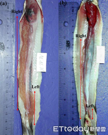 ▲小裸胸鯙(a)雌性與(b)雄性左右生殖腺長度比較。（圖／中山大學提供）