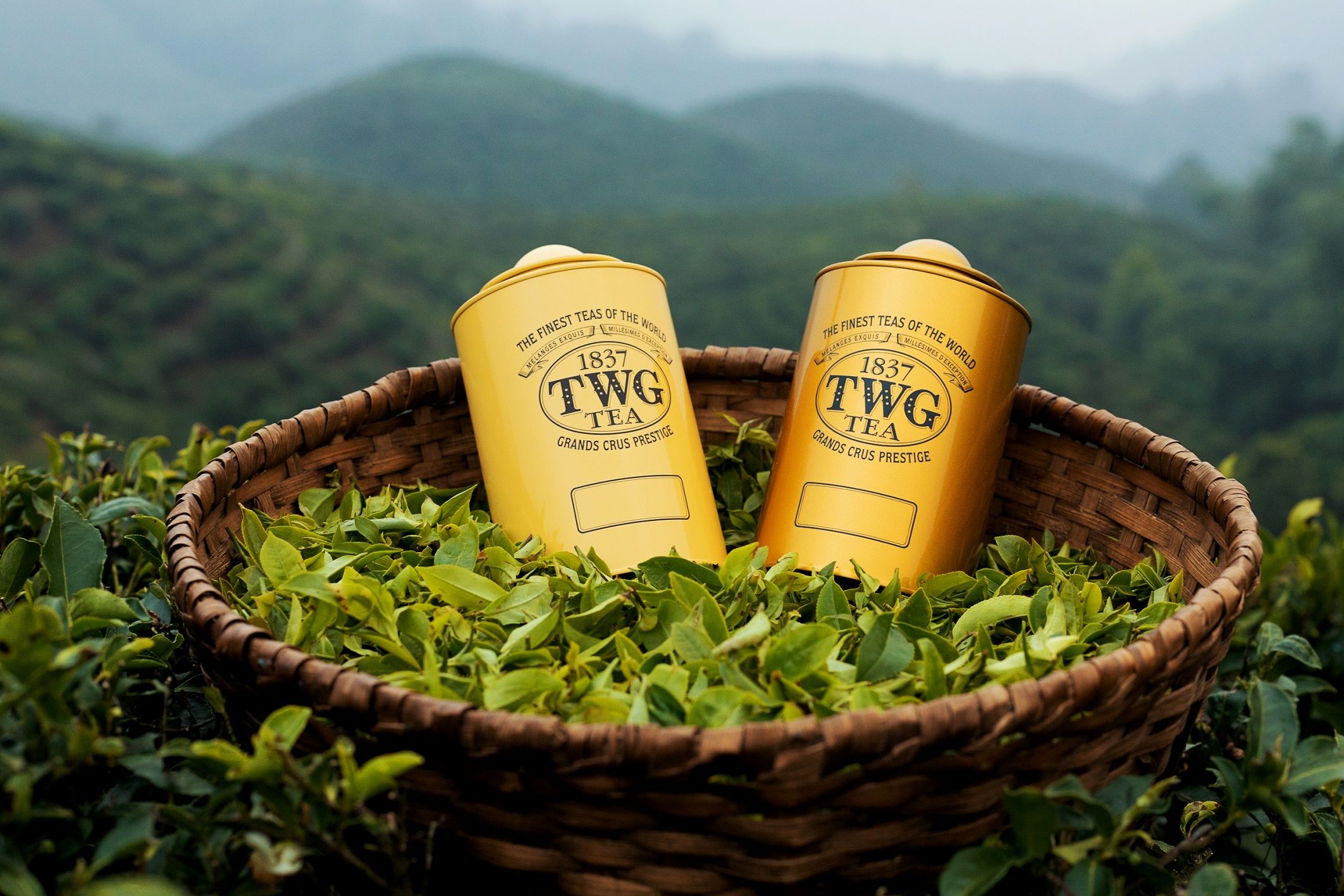 ▲TWG Tea 2024年的「年度大吉嶺春摘茗茶」。（圖／品牌提供）