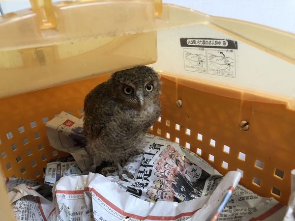 ▲▼野鳥在路邊掉落「2方法」辨認雛鳥還是幼鳥　先觀察再行動。（圖／新北市動保處提供）