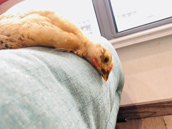 鬆弛雞的奇葩睡姿。（圖／翻攝自小紅書@蜜嘟烘焙）