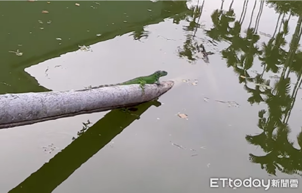 ▲埔里鎮中心路2年前出現的小綠鬣蜥，身長約50至60公分。（圖／簡雪娥提供）