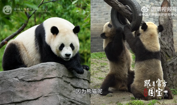 貓熊看起來變瘦的原因。（圖／翻攝自微博@中國大熊貓保育研究中心）
