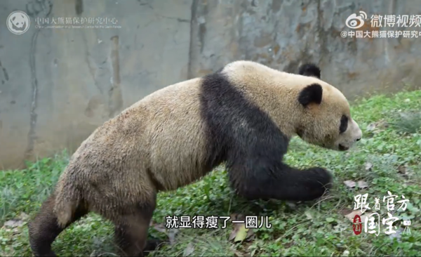 貓熊看起來變瘦的原因。（圖／翻攝自微博@中國大熊貓保育研究中心）