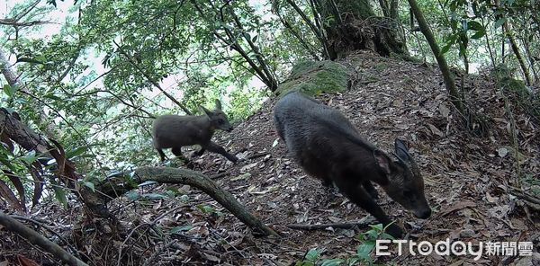 ▲和平部落罕現黑熊、石虎共棲當鄰居，野山羊、食蟹獴也來了。（圖／林業署台中分署提供）