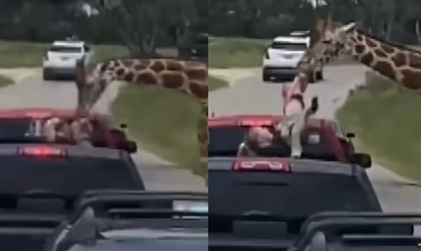 全家逛動物園「女兒突然被長頸鹿叼走」　媽驚險救孩畫面曝光。（圖／翻攝自Facebook）