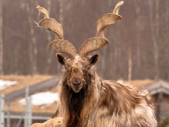 兩串麻花綁頭上 巴基斯坦 捻角山羊 曾瀕危剩0隻 Ettoday寵物雲 Ettoday新聞雲