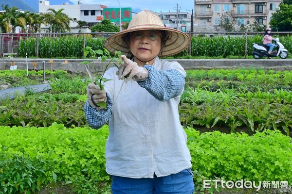 ▲▼吉安鄉鬱金香公園開放認養，讓鄉親們享受都市農民的愜意生活。（圖／吉安鄉公所提供，下同