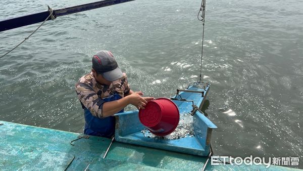 ▲台塑企業於今日在萡子寮漁港舉辦2024年魚苗放流，由漁會人員偕同台塑麥管部副總蔡建樑共同進行放流作業。（圖／記者蔡佩旻翻攝）