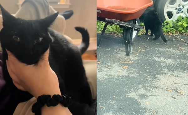女帶走失寵物貓回家　發現「同長相黑貓站屋外」傻：我該怎麼辦。（圖／翻攝自TikTok／amberjporter）
