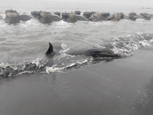 ▲▼屏東縣塭豐海堤沙灘鯨豚擱淺 海保署MARN團隊搶救中。（圖／海洋保育署）