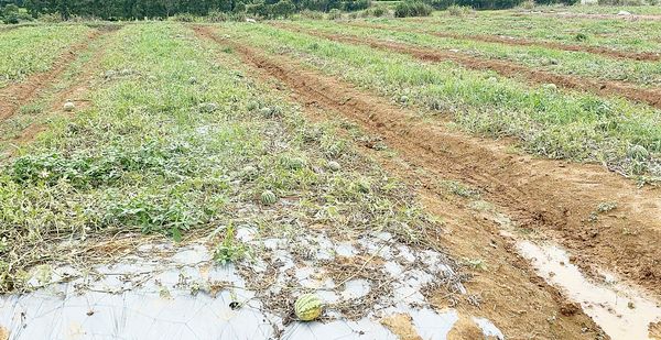 ▲針對最近豪大雨造成桃園沿海瓜田受害，市府農業局將報請農業部以現金救助，減少瓜農損失。（圖／市府農業局提供）