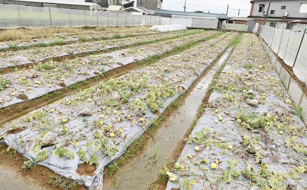 ▲最近豪大雨造成桃園沿海瓜田受害。（圖／市府農業局提供）