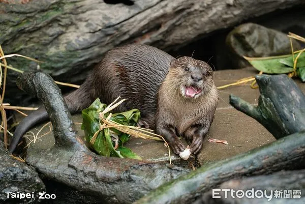 ▲水獺最愛吃臺灣鯛！動物園辦活動「藉愛吃魚動物」學習海洋永續（圖／台北市動物園提供）