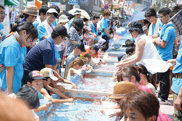 ▲▼日本神奈川縣藤澤市的「世界最大撈金魚」活動宣布廢止，未來不再舉辦。（圖／翻攝自「藤沢市商店会連合会」官網）