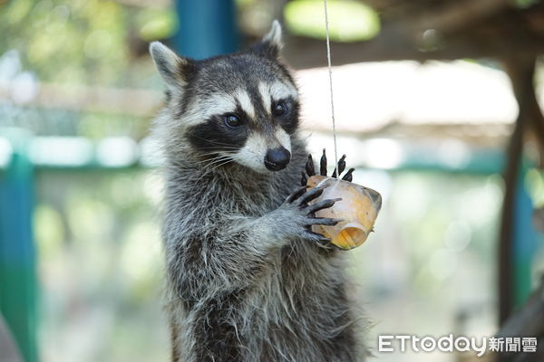 ▲台南學甲頑皮世界野生動物園，中午舉辦全台最大立蛋活動，只見哨音一響，大小朋友在親友的催促聲中使出渾身解數，有人最快只花28秒成功立蛋。（圖／記者林東良翻攝，下同） 