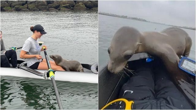 ▲海獅寶寶跳上船「撒嬌」，實際上是在求救。（圖／翻攝Facebook／BRU-UCLA`s Sea Lion）