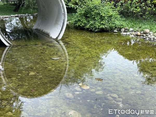 ▲台南山上花園水道博物館，最近被視為環境指標的彩裳蜻蜓，更是大量出現在園區內，見證園區十分豐富生態環境。（圖／記者林東良翻攝，下同）