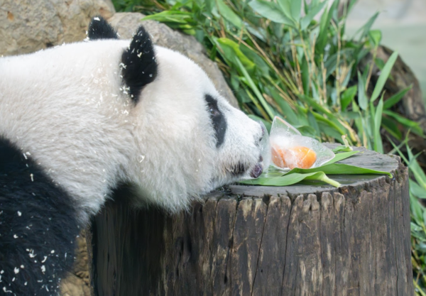 圓仔圓寶玩香包。（圖／台北市立動物園提供）