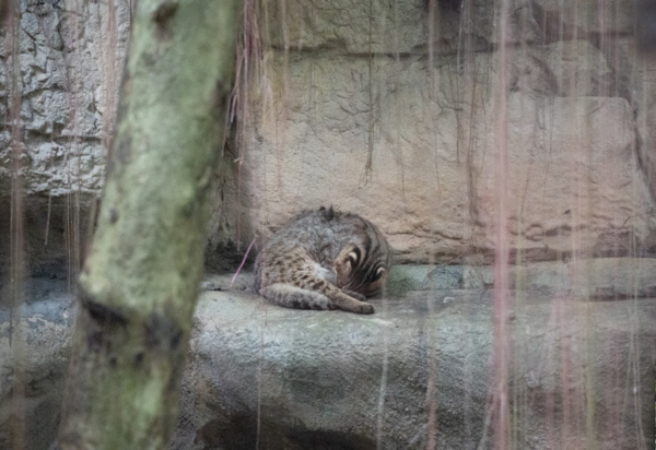 貓咪造型香包。（圖／台北市立動物園提供）