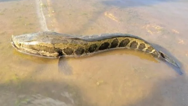 [新聞] 「蛇頭魚」入侵美國！陸上爬行、離水能呼