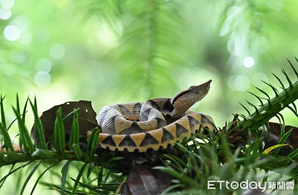 ▲百步蛇繁殖全記錄。（圖／林業保育署提供）