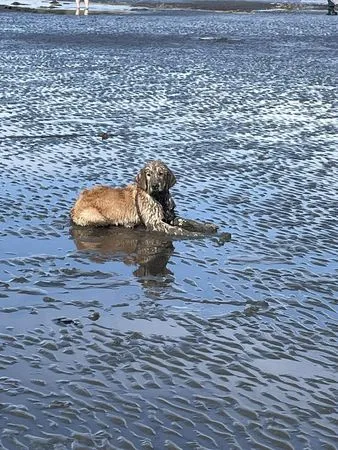 黃金獵犬玩泥巴。（圖／有點毛毛的／飼主James Wang投稿）