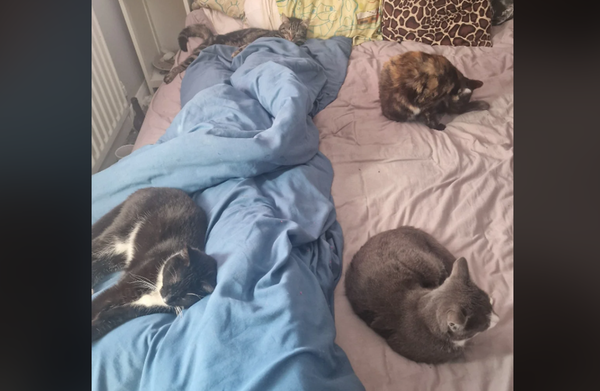 女醒來發現「床上4隻可愛貓陪睡」　傻眼：我明明只有養3隻。（圖／翻攝自Reddit）