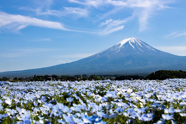 ▲▼河口湖大石公園富士山。（圖／取自免費圖庫Photo AC）