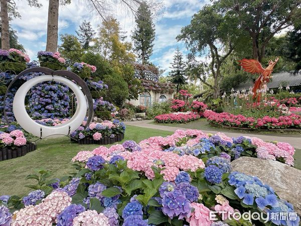 ▲▼花露農場繡球花季。（圖／記者黃凱翊攝）