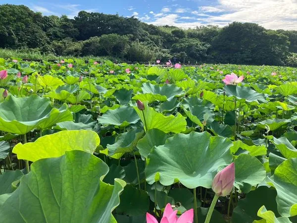 ▲淡水屯山里石頭厝荷花田。（圖／翻攝自賞花快報）