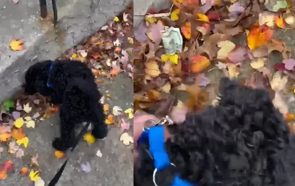 出生2個月小狗第一次散步　「路邊挖出600元」爆紅：自己賺罐罐錢。（圖／翻攝自TikTok／ttikkunna）