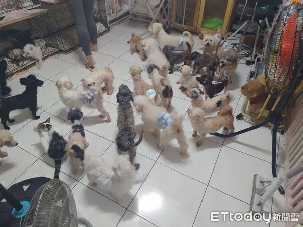 ▲▼ 瘋狂飼主在民宅飼養81隻犬貓            。（圖／動保處提供）