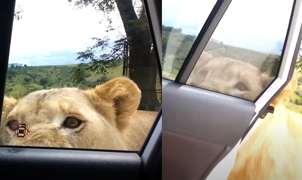 野生動物園遊玩「母獅突然用嘴開車門」　遊客崩潰慘叫：快上鎖。（圖／翻攝自YouTube／Joshua Sutherland）