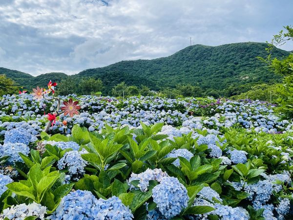 ▲「陽明山竹子湖繡球花季」只到6月23日。（圖／大地處提供）