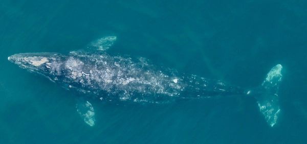 ▲▼又是氣候變遷 研究：太平洋岸灰鯨體長變短13%。（圖／翻攝自Oregon State University）