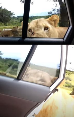 遊客沒想到母獅竟然可以用嘴打開車門，驚慌失措趕快鎖門。（翻攝YT頻道Joshua Sutherland）