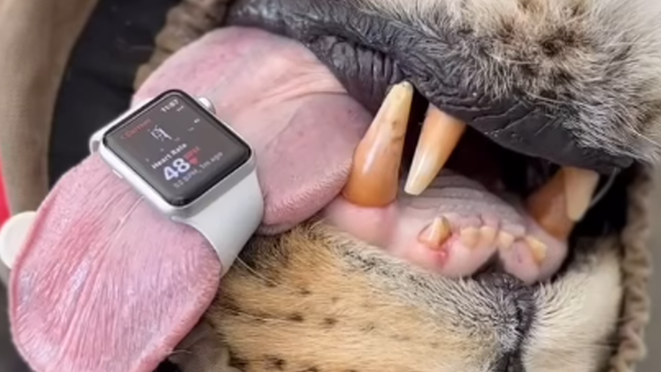 Apple Watch還能這樣用　獸醫綁在1部位「測獅子心率」震撼畫面曝。（圖／翻攝自Instagram／jungle_doctor）